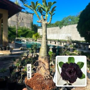 2807 06 Big Caudex Trufa Negra