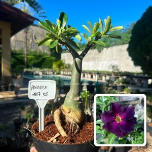 2807 05 Big Caudex Paradise
