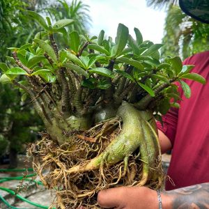 2907 290 Arabicum Titanoboa - Adulta