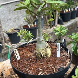 2907 07 Big Caudex Chokito