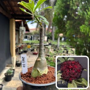 2007 50 Rosa do Deserto Blood Ruby