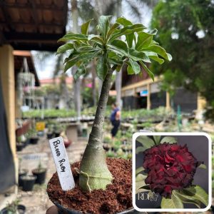 2007 20 Rosa do Deserto Blood Ruby
