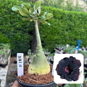 3007 18 Rosa do Deserto Surprise Black