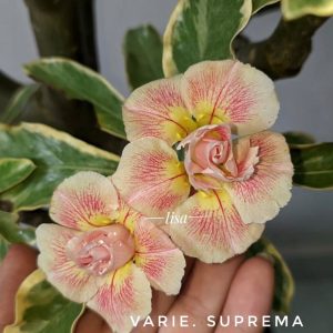 Pré venda - Baobá Rosa do Deserto Suprema Variegata