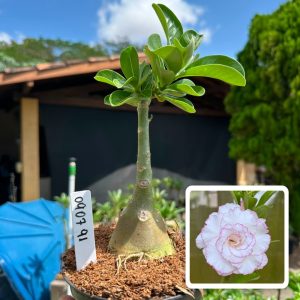 Pré venda - Baobá Rosa do Deserto Neva Rose