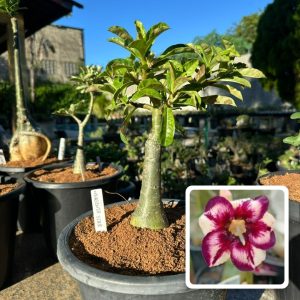 Pré venda - Baobá Rosa do Deserto Magenta Star