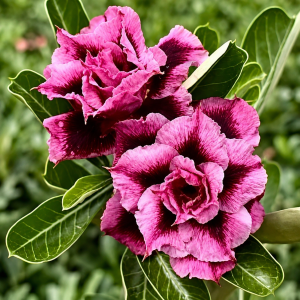 Pré venda - Baobá Rosa do Deserto LM 741