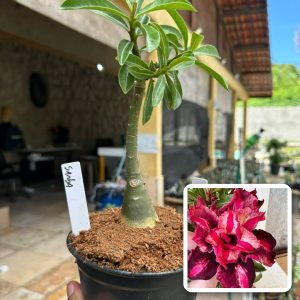 0107 89 Rosa do Deserto Samba