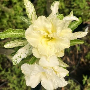 Rosa do Deserto Variegata Amarela Dobrada