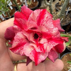 Pré Venda - Rosa do Deserto Cibele