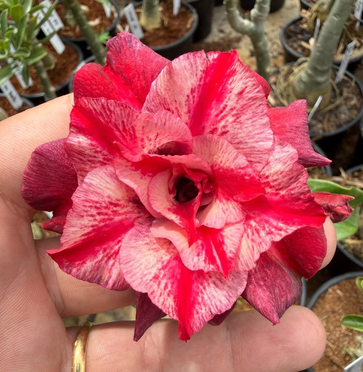 Pré Venda - Rosa do Deserto Cibele