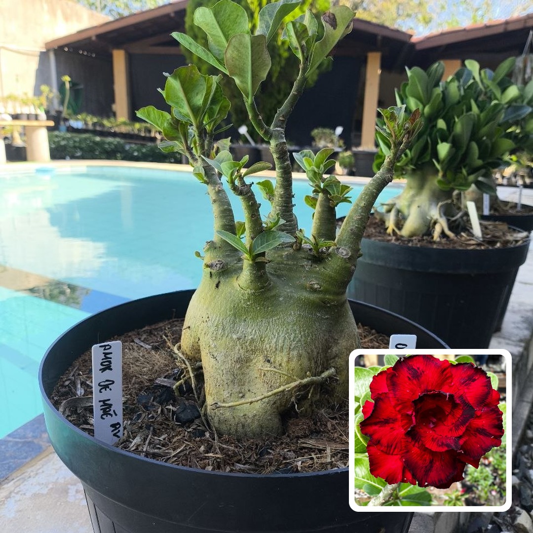 0108 01 Arabicum Amor de Mãe - Adulta
