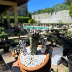 0108 01 Cacto Astrophytum Astérias Black