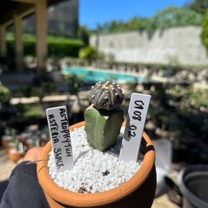 0108 02 Cacto Astrophytum Astérias Black