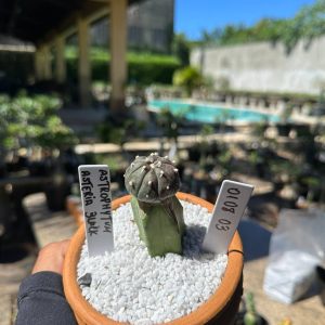 0108 03 Cacto Astrophytum Astérias Black