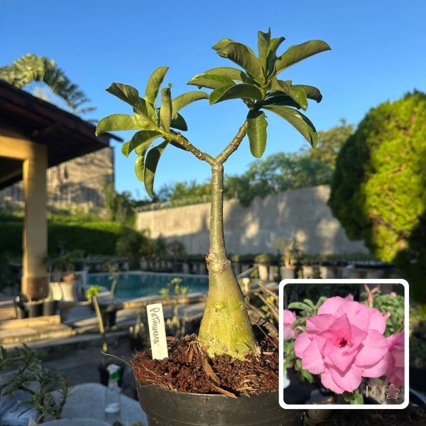 Rosa do Deserto Pathumma (Leilão)
