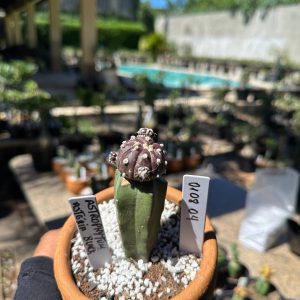 0108 04 Cacto Astrophytum Astérias Black