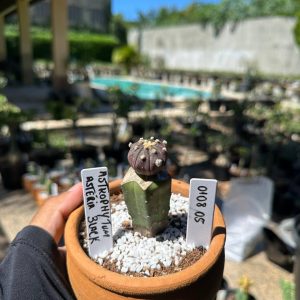 0108 05 Cacto Astrophytum Astérias Black
