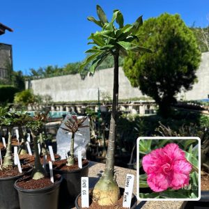 0108 05 Anaconda Peony Pink