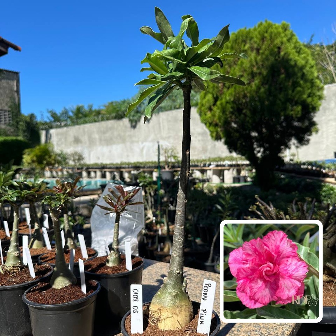 0108 05 Anaconda Peony Pink