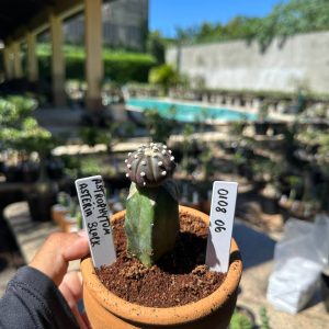 0108 06 Cacto Astrophytum Astérias Black