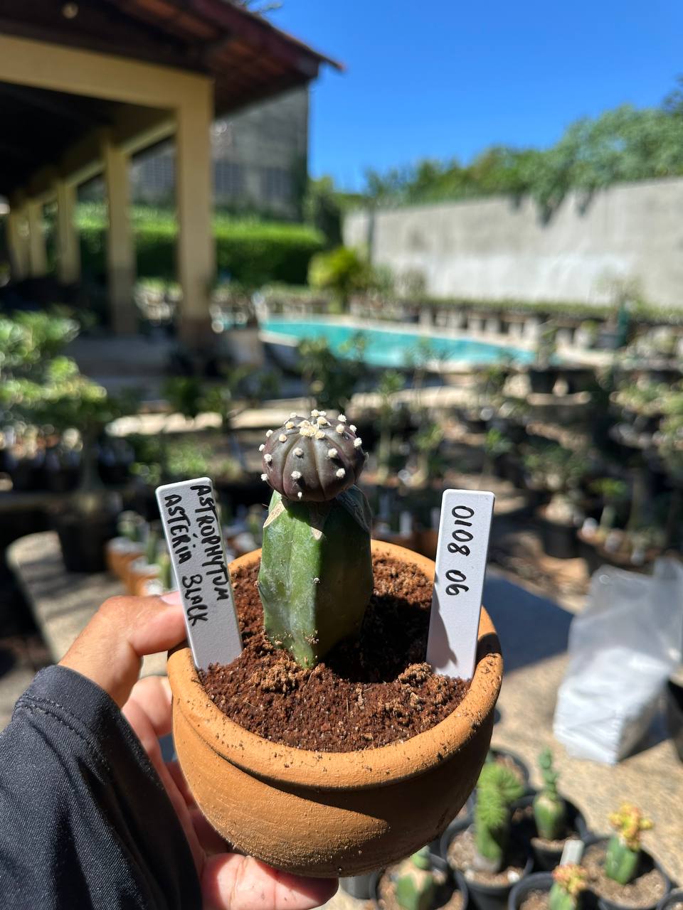 0108 06 Cacto Astrophytum Astérias Black