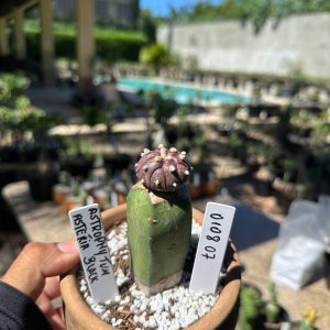 0108 07 Cacto Astrophytum Astérias Black