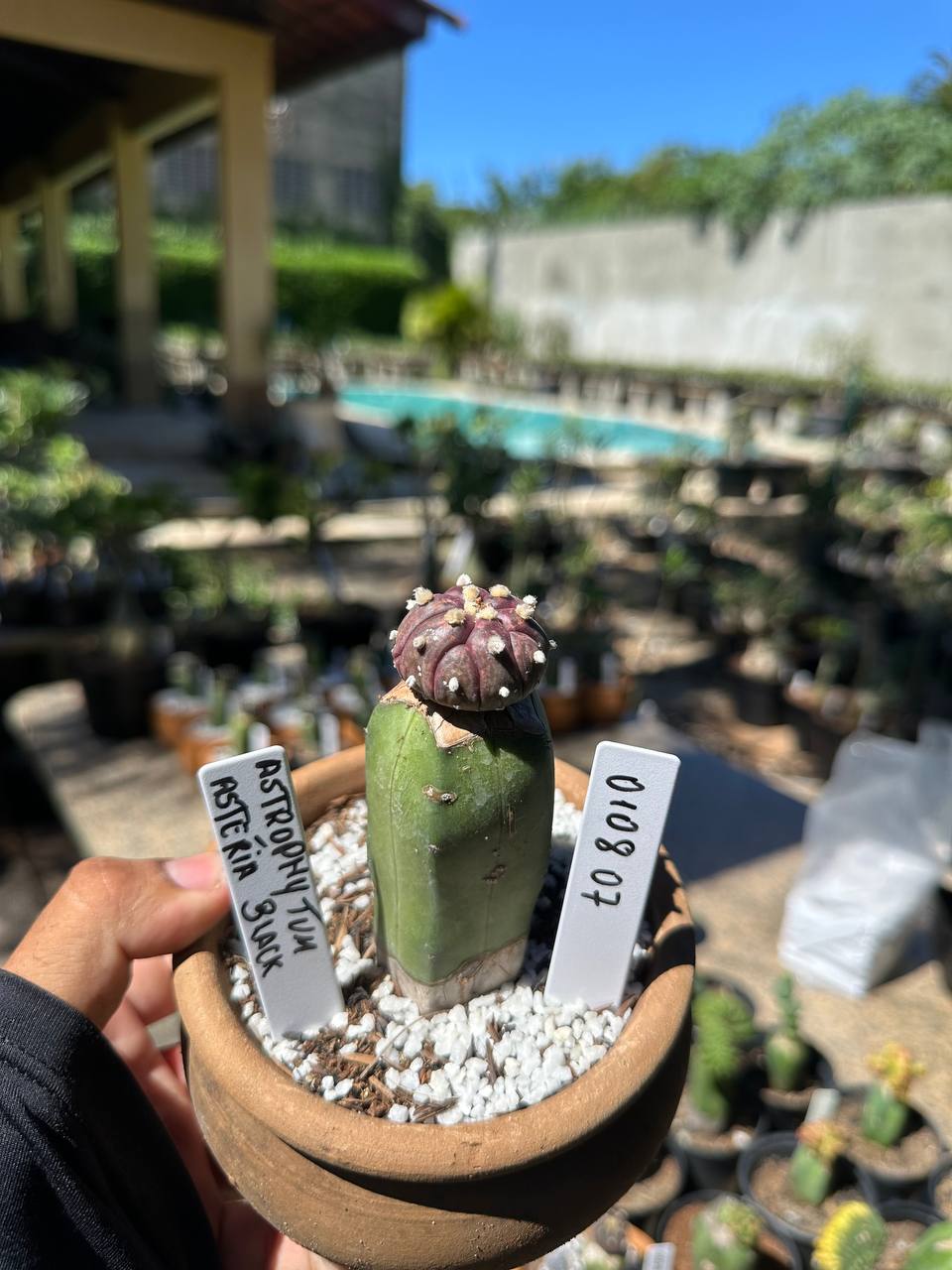 0108 07 Cacto Astrophytum Astérias Black
