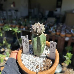 0108 08 Cacto Astrophytum Astérias