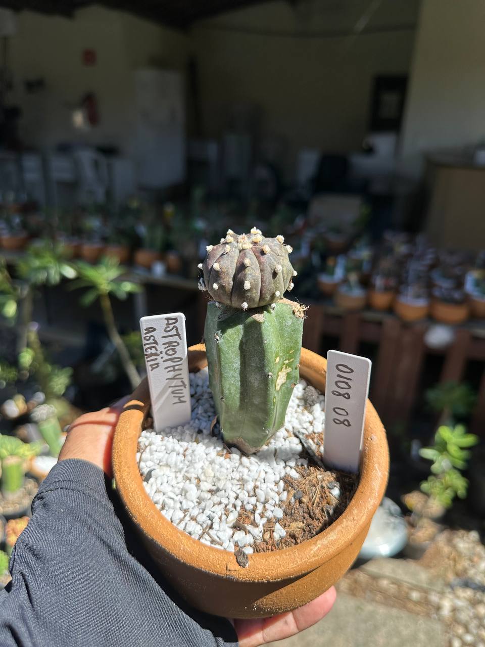 0108 08 Cacto Astrophytum Astérias