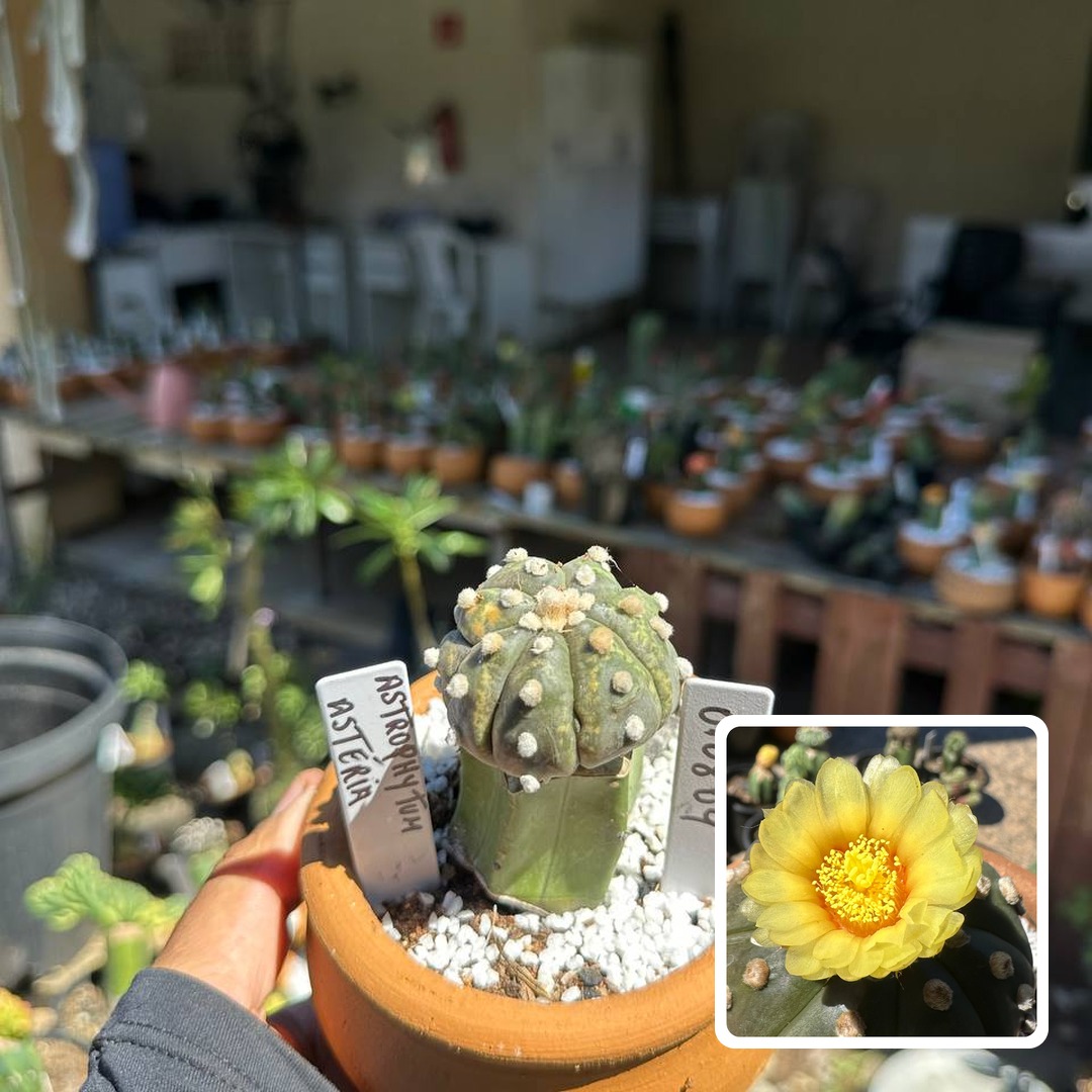 0108 09 Cacto Astrophytum Astérias
