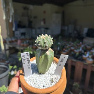 0108 11 Cacto Astrophytum Astérias