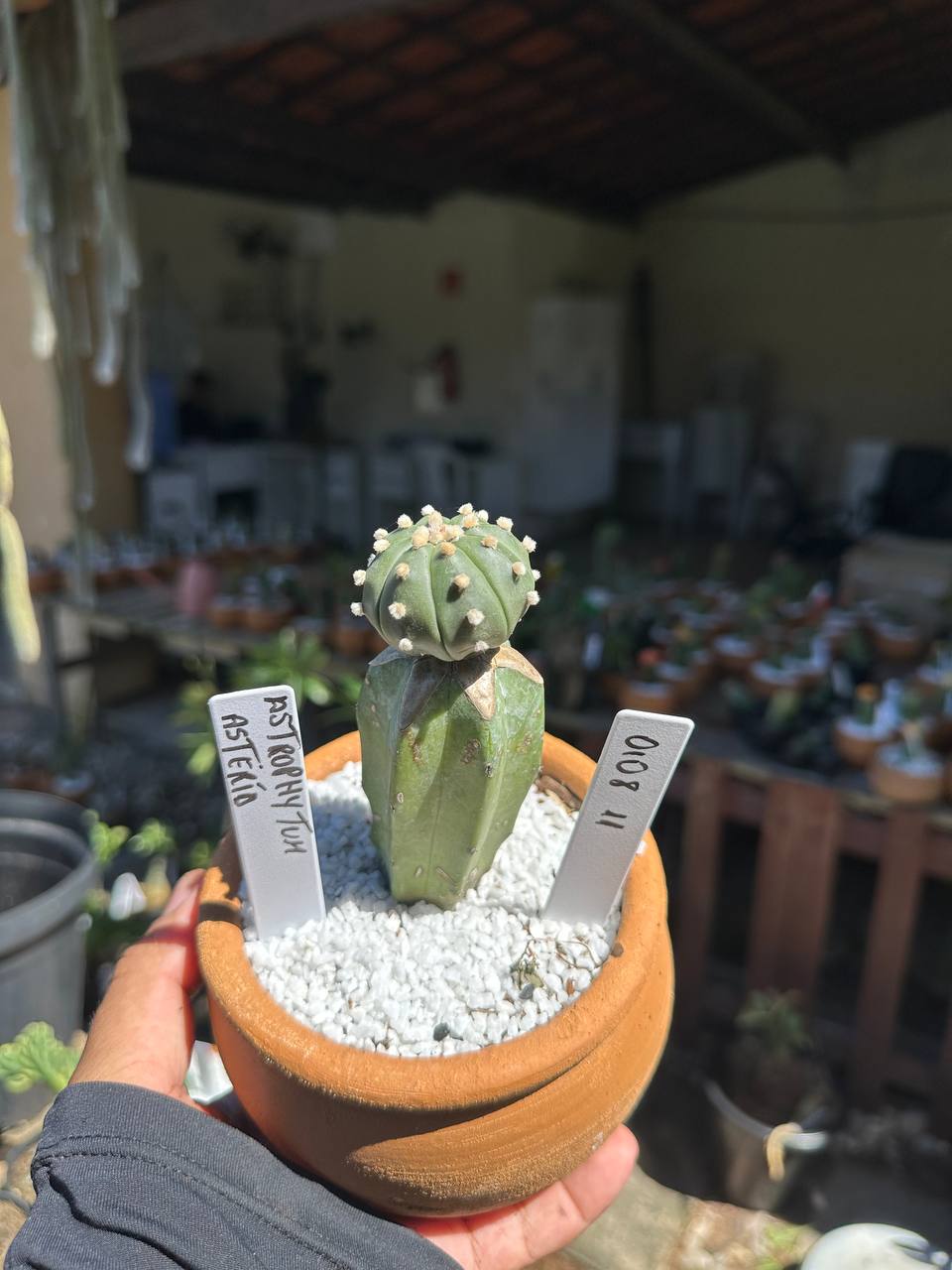 0108 11 Cacto Astrophytum Astérias
