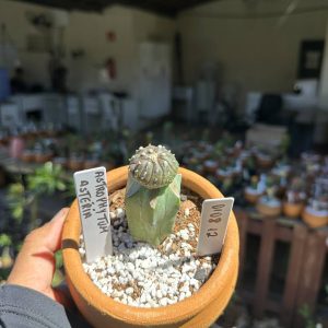 0108 12 Cacto Astrophytum Astérias