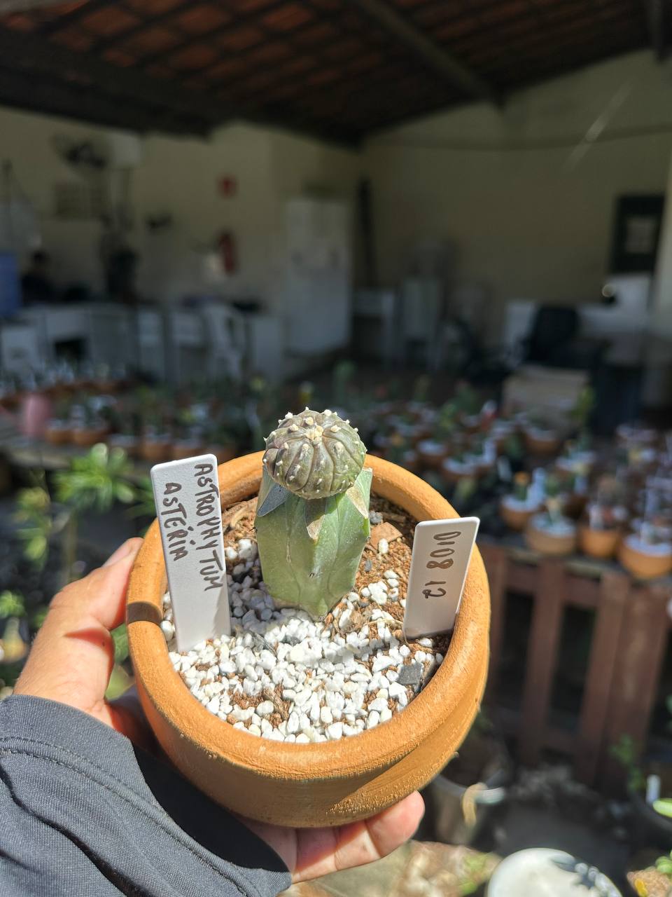 0108 12 Cacto Astrophytum Astérias
