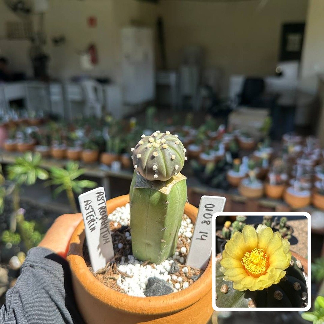 0108 14 Cacto Astrophytum Astérias