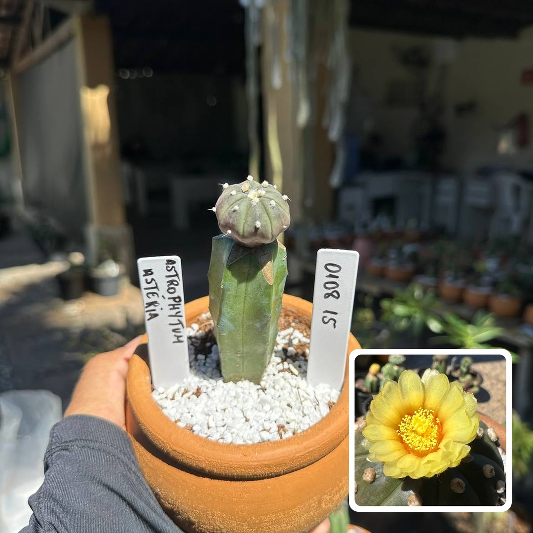 0108 15 Cacto Astrophytum Astérias