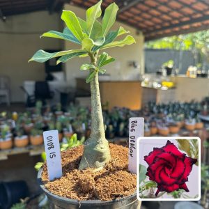 0108 15 Rosa do Deserto Blue Dragon