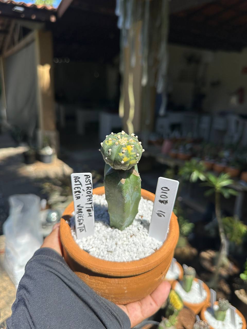 0108 16 Cacto Astrophytum Astérias Variegata