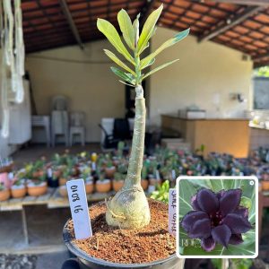 0108 16 Rosa do Deserto Black Coffee