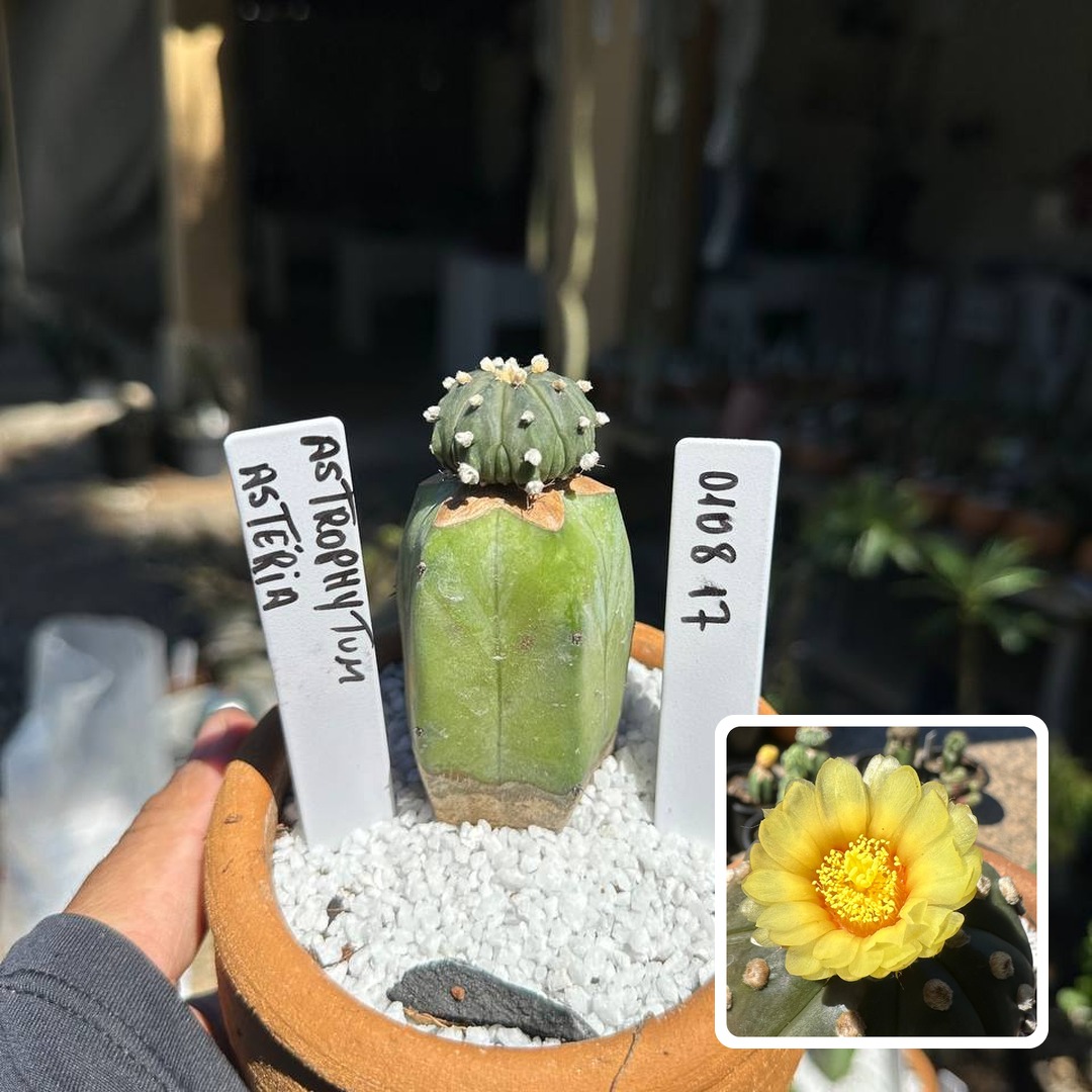 0108 17 Cacto Astrophytum Astérias
