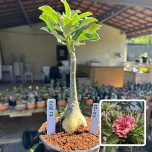 0108 17 Rosa do Deserto Kr 54