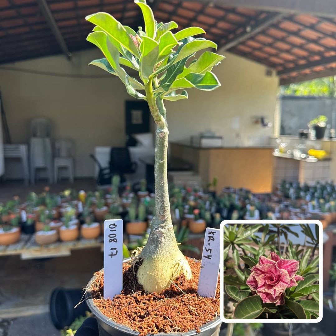 0108 17 Rosa do Deserto Kr 54