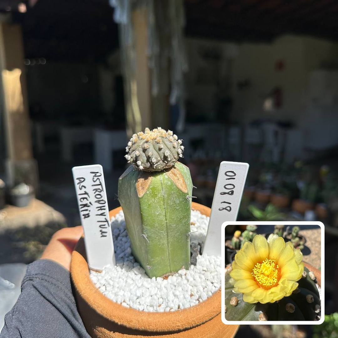 0108 18 Cacto Astrophytum Astérias