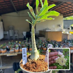 0108 18 Rosa do Deserto Peach Elf 2