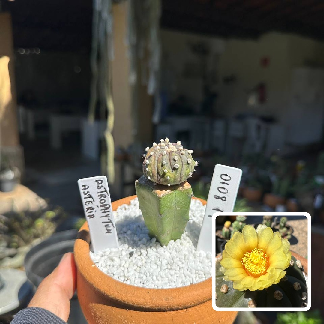 0108 19 Cacto Astrophytum Astérias
