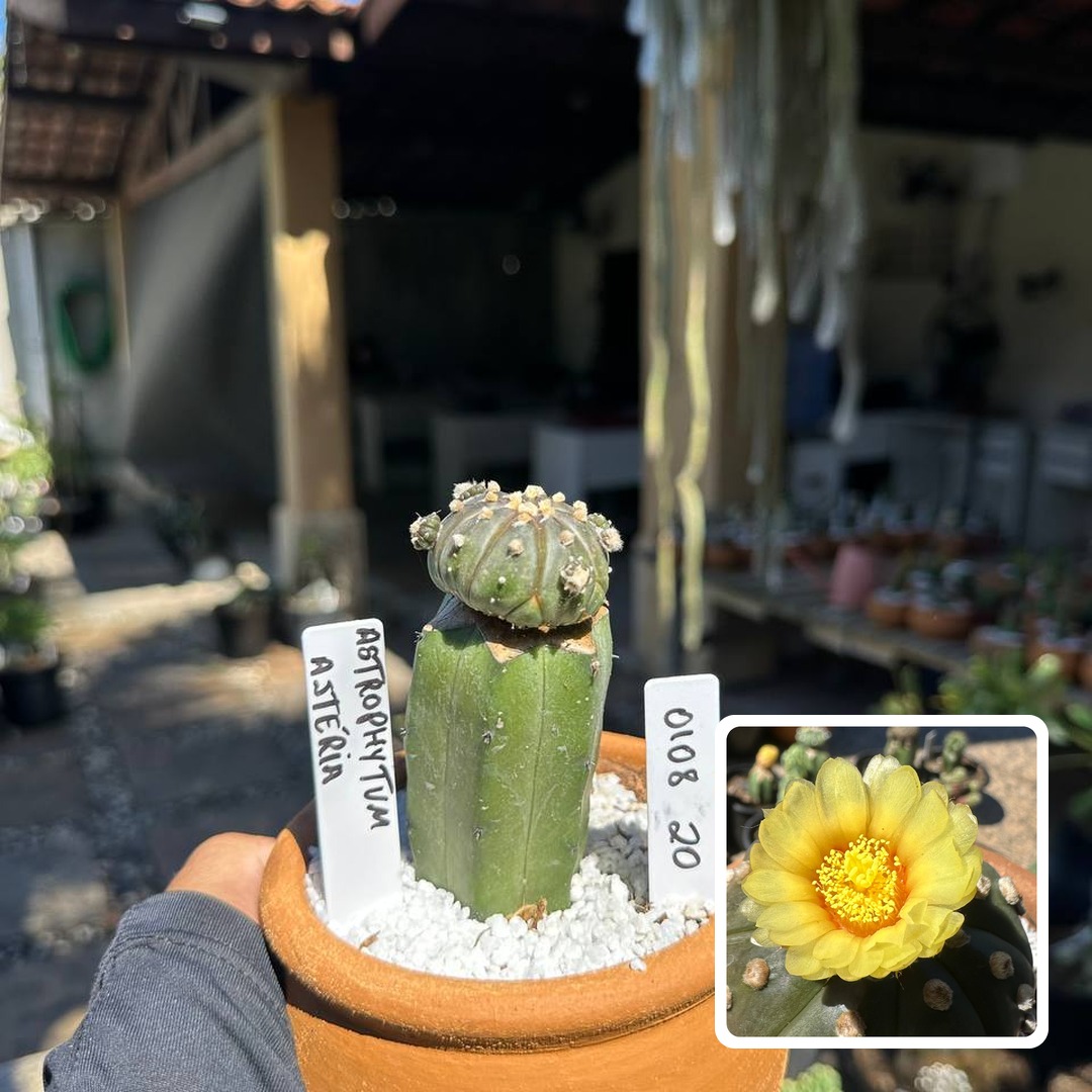 0108 20 Cacto Astrophytum Astérias