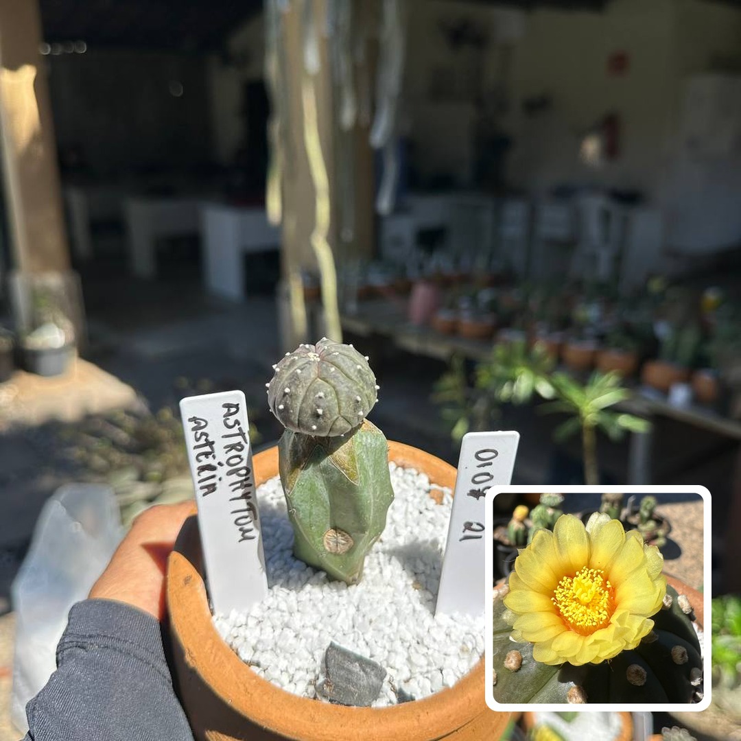 0108 21 Cacto Astrophytum Astérias
