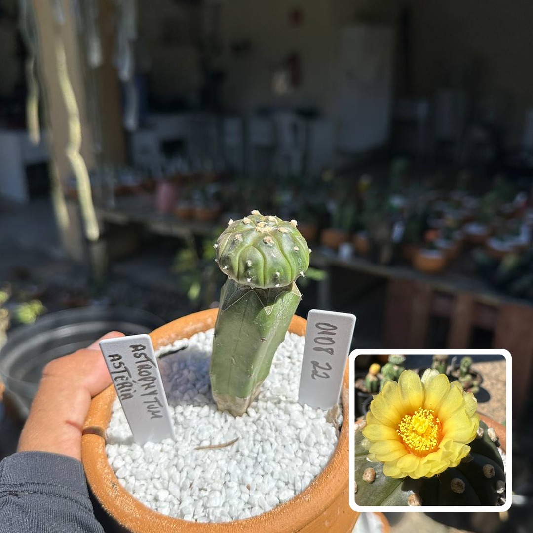 0108 22 Cacto Astrophytum Astérias
