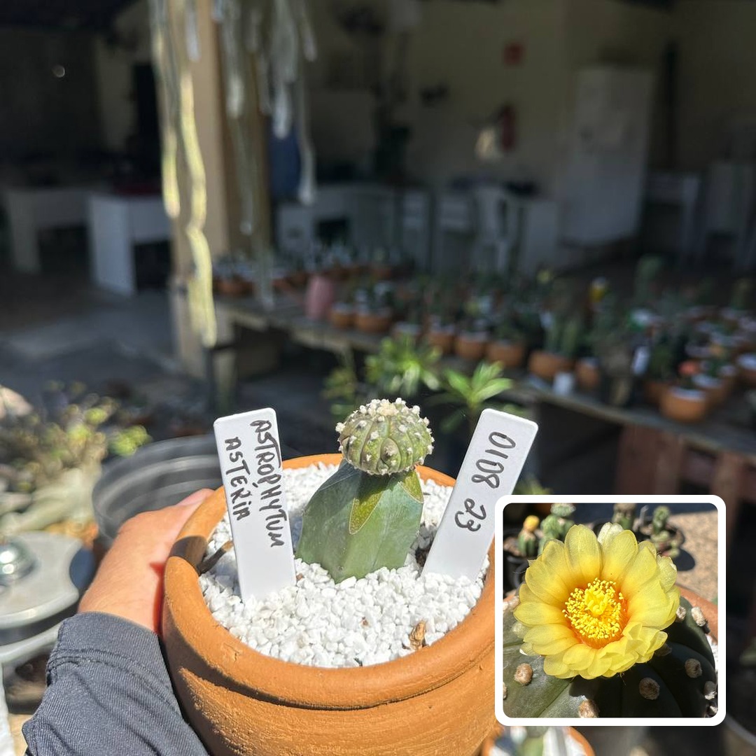 0108 23 Cacto Astrophytum Astérias